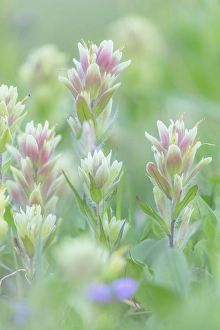 Castilleja Prints: Canada, British Columbia, East Kootenay Mountains