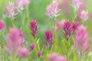 Castilleja Prints: Canada, British Columbia, East Kootenay Mountains