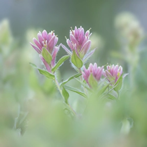 Castilleja Prints: Canada, British Columbia, East Kootenay Mountains