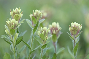 Castilleja Prints: Canada, British Columbia, East Kootenay Mountains