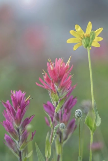 Castilleja Prints: Canada, British Columbia, East Kootenay Mountains