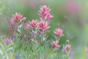 Castilleja Prints: Canada, British Columbia, East Kootenay Mountains
