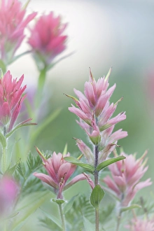 Castilleja Prints: Canada, British Columbia, East Kootenay Mountains