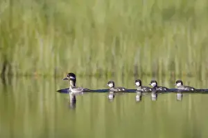 Marsh Prints: Canada, British Columbia. A female Bufflehead (Bucephala albeola) leads her duckllings