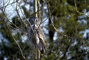 Canada, British Columbia, Fort Saint John, Great Gray Owl (Strix nebulosa) sits