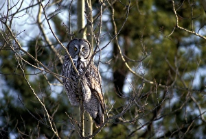 Images Dated 16th October 2006: Canada, British Columbia, Fort Saint John, Great Gray Owl (Strix nebulosa) sits
