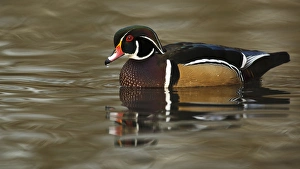 Images Dated 2nd February 2012: Canada, British Columbia, George C. Reifel Migratory Bird Sanctuary, Wood Duck (Aix