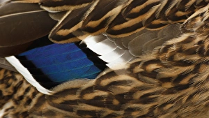 Images Dated 2nd February 2012: Canada, British Columbia, George C. Reifel Migratory Bird Sanctuary, Mallard (Anas