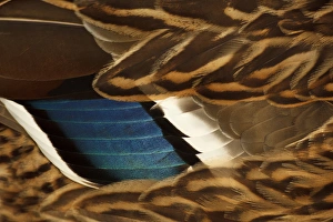 Images Dated 2nd February 2012: Canada, British Columbia, George C. Reifel Migratory Bird Sanctuary, Mallard (Anas
