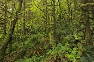 Images Dated 9th May 2005: Canada, British Columbia, Golden Ears Provincial Park. Lush growth in coastal rain forest