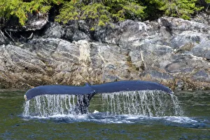 Whale Prints: Canada, British Columbia, Great Bear Rainforest. Humpback whale tail