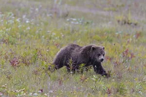Images Dated 2021: Canada, British Columbia, A Grizzly cub at roadside on the Haines Highway