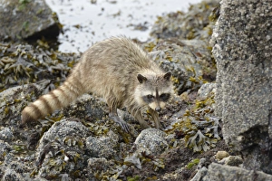 Images Dated 26th August 2012: Canada, British Columbia, Gulf Islands, Portland Island