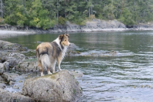 Images Dated 5th August 2010: Canada, British Columbia, Gulf Islands, Portland Island