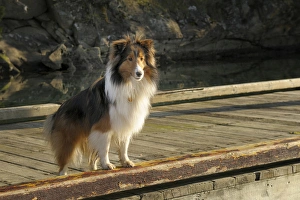 Images Dated 10th February 2011: Canada, British Columbia, Gulf Islands, Wallace Island