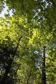 Images Dated 24th August 2009: Canada, British Columbia, Gulf Islands, Wallace Island. Backlit maple trees on a trail