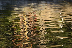 Canada, British Columbia, Gulf Islands, Wallace Island. Trees reflected in the ocean
