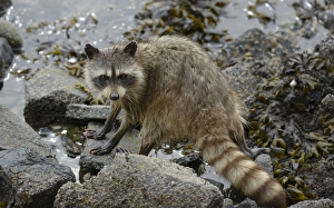 Images Dated 26th August 2012: Canada, British Columbia, Gulf Islands, Portland Island