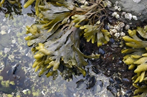 Canada, British Columbia, Gulf Islands, Portland Island