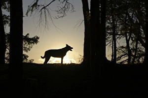 Images Dated 8th March 2013: Canada, British Columbia, Gulf Islands, Wallace Island. Large dog silhouetted at sunset