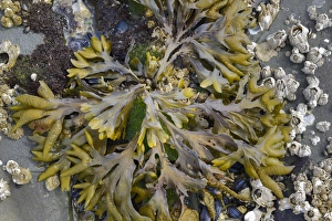 Images Dated 26th August 2012: Canada, British Columbia, Gulf Islands, Portland Island. Detail photo of Bladderwrack