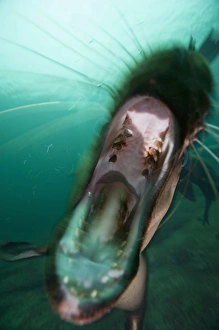 Funny Prints: Canada, British Columbia, Hornby Island, Underwater view of Stellers Sea Lions