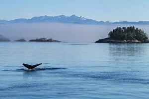 Canada, British Columbia. Humpback whales tale as it dives in the waters of