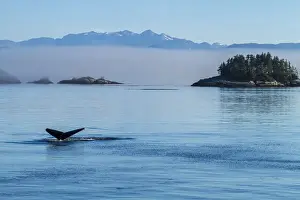 British Columbia Prints: Canada, British Columbia. Humpback whales tale as it dives in the waters of