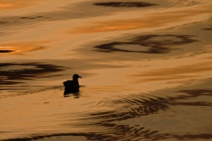 Images Dated 2nd September 2008: Canada, British Columbia, Inside Passage. Silhouette of seagull floating on waer