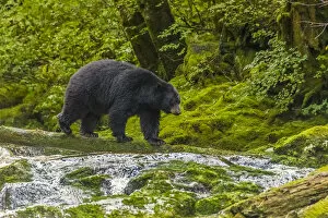 British Columbia Gallery: Canada, British Columbia, Inside Passage. Black bear fishing on Qua Creek. Credit as