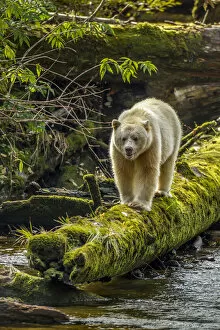 British Columbia Collection: Canada, British Columbia, Inside Passage. White Spirit Bear hunts for fish on Riordan Creek