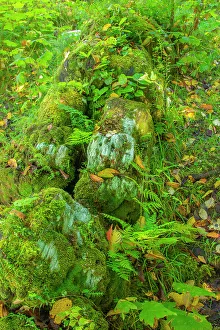 Fallen Prints: Canada, British Columbia, Inside Passage. Moss-covered fallen totem on Village Island