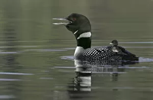Images Dated 20th June 2005: Canada, British Columbia, Kamloops. Common loon calling with chick riding on back in water