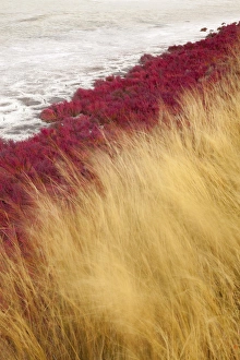 Images Dated 18th September 2009: Canada, British Columbia, Kamloops, Lac Du Bois Grasslands Park. Scenic of grasses