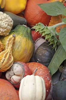 Images Dated 1st October 2009: Canada, British Columbia, Keremeos. Colorful winter squash in Parsons Fruit Stand