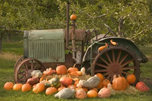 Images Dated 12th May 2011: CANADA, British Columbia, Keremeos. Autumn / Harvest / Pumpkins, Okanagan Valley