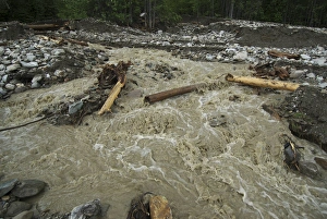 Deforestation Prints: Canada: British Columbia, Kinbasket Lake Resort, west shore of lake, debris