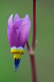 Images Dated 18th April 2020: Canada, British Columbia, Kootenay National Park. Common shooting star flower close-up