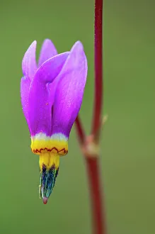 Prints of Canada, British Columbia, Kootenay National Park. Dark throat shooting star flower close-up Images Dated 2022 December: Canada, British Columbia, Kootenay National Park