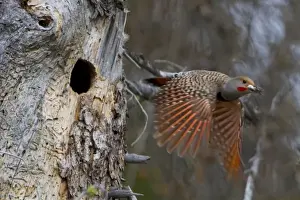 Canada, British Columbia. Male adult Red-shafted Flicker (Colaptes auratus) flies