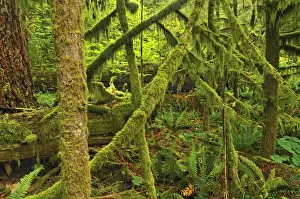 Canada, British Columbia, McMillan Provincial Park