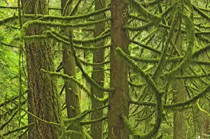 Canada, British Columbia, McMillan Provincial Park