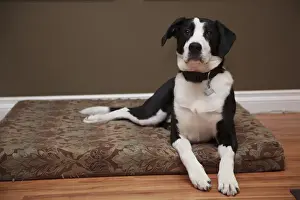 Rick A Brown Prints: Canada, British Columbia, Mission, part coon hound mutt