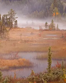 Images Dated 23rd September 2009: Canada, British Columbia, Mount Robson Provincial Park. Scenic of wetlands in autumn color