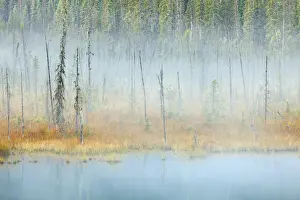 Images Dated 23rd September 2009: Canada, British Columbia, Mount Robson Provincial Park. Scenic of foggy pond and forest