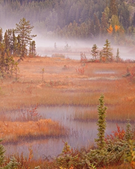 Marsh Prints: Canada, British Columbia, Mount Robson Provincial Park