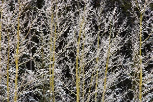 Images Dated 8th March 2006: Canada, British Columbia, Mt. Robson Provincial Park. Hoarfrost on aspen trees