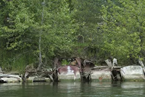 Images Dated 15th June 2007: Canada: British Columbia, near Nelson, Salmo River