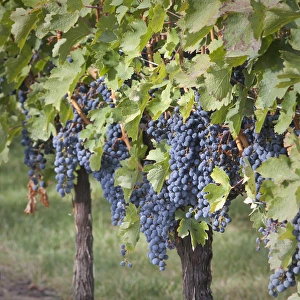 Images Dated 1st October 2009: Canada, British Columbia, Osoyoos. View of purple grapes in vinyards