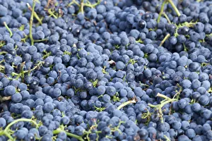 Images Dated 1st October 2009: Canada, British Columbia, Osoyoos. Freshly picked purple grapes